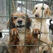 100 de lei adoptia la distanta a maidanezilor