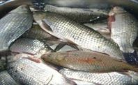 Braconajul piscicol este in floare la Braila