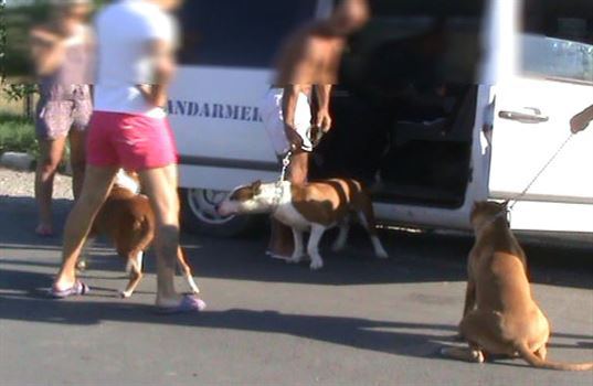 Se plimbau nestingheriti cu 4 pitbuli agresivi