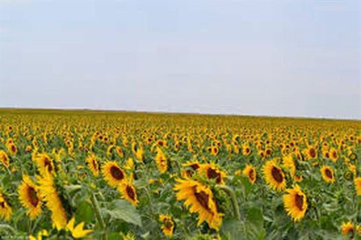 A intrat cu masina in lanul de floarea soarelui
