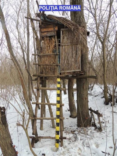 observator