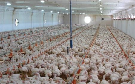 Recomandari pentru crescatorii de animale