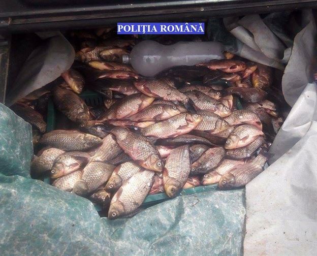 Peşte deţinut ilegal, confiscat de poliţişti