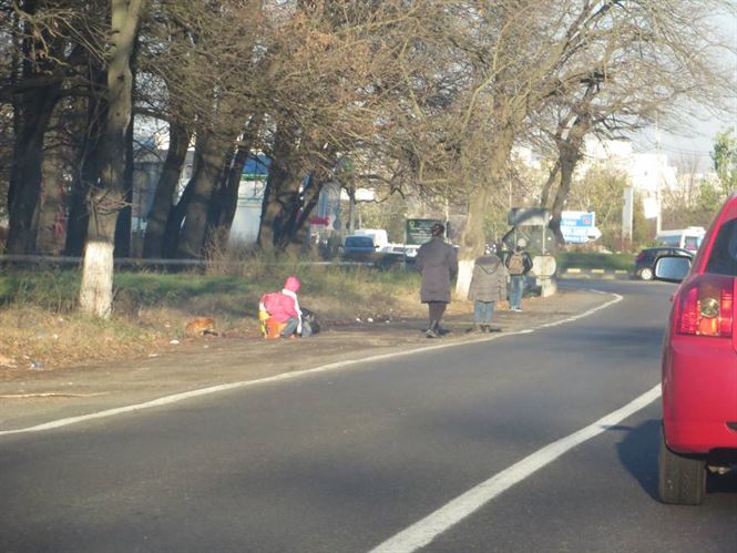 Padurea Stejaru in dezbatere publica