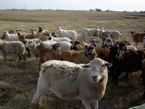 Sesiune de depunere a cererilor pentru zootehnie