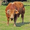Ucis de animalul pe care il ingrijea